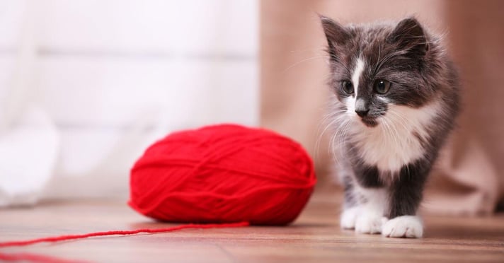 kitten looking at red yarn ball with lose piece of string 