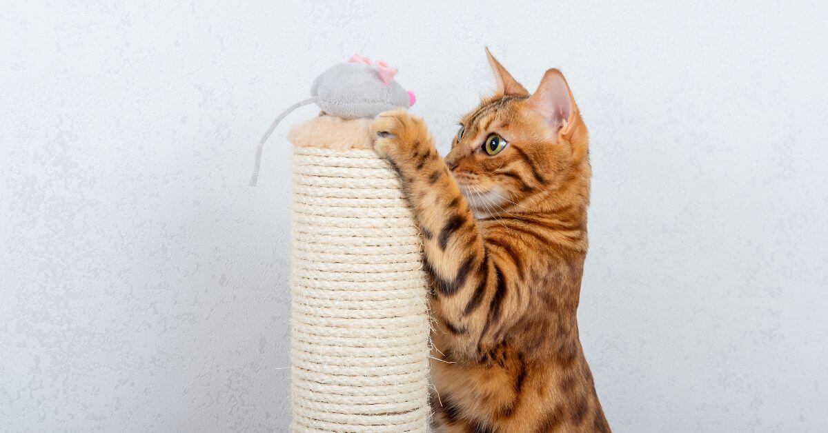 cat playing with scratching post with toy mouse on top of post