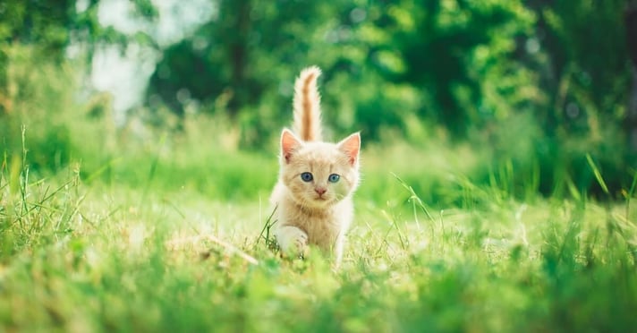 Happy kitten running through green grass