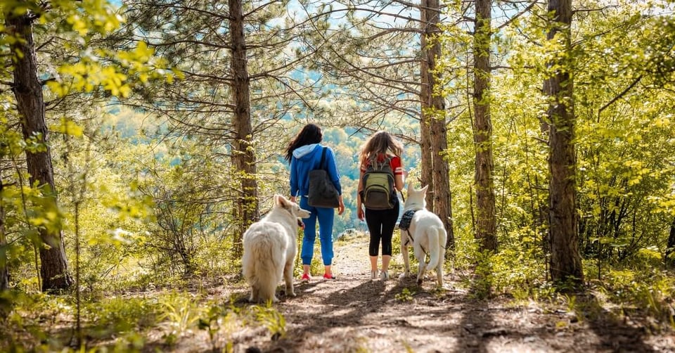 Two women walking nature trail in Ontario with two white dogs