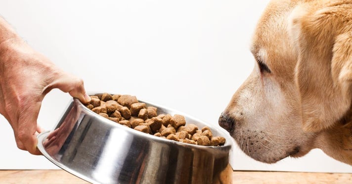 A person holding silver dog bowl with dog food in it as dog smells food 