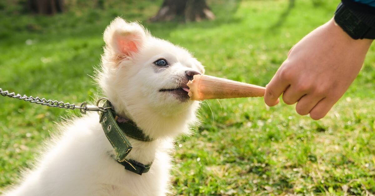white dog licking ice cream cone 
