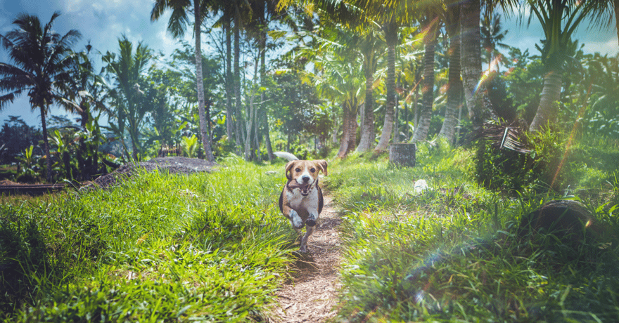 Happy dog running fast through grass