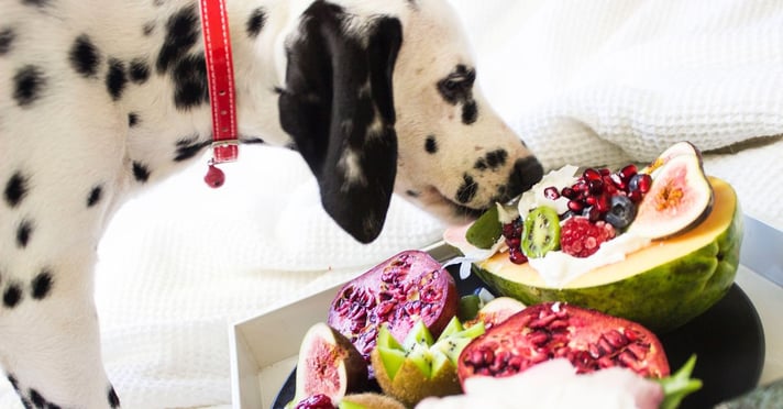 Dalmatian dog eating fruit selection