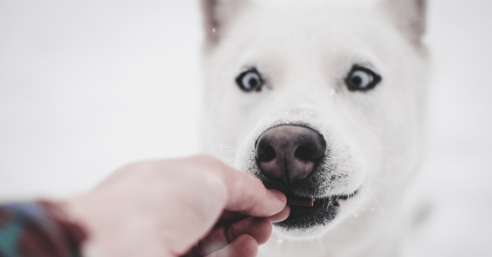 Handsome white dog being given a treat