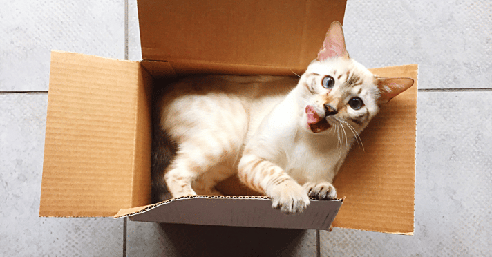 Cat playful in an empty cardboard box