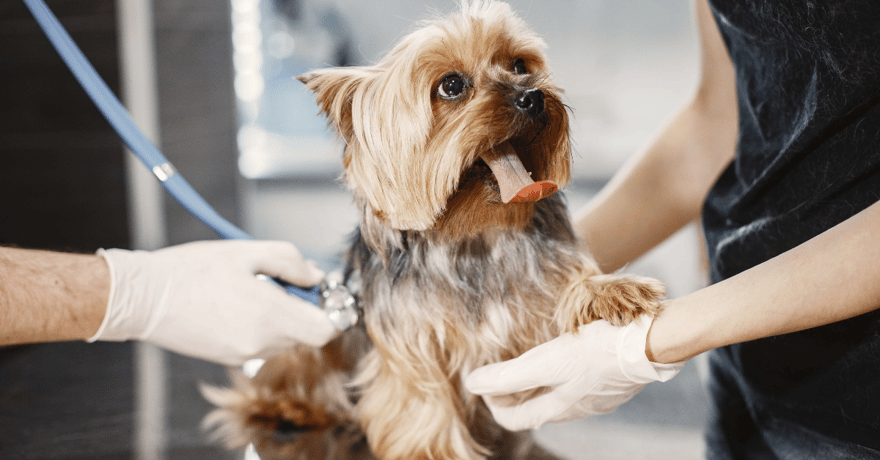 Yorkshire Terrier puppy at the vet getting their first check up while yawning 