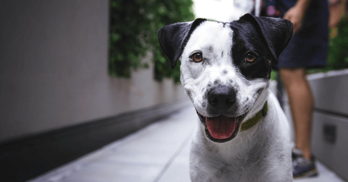 Dalmatian dog smiling with tongue out 
