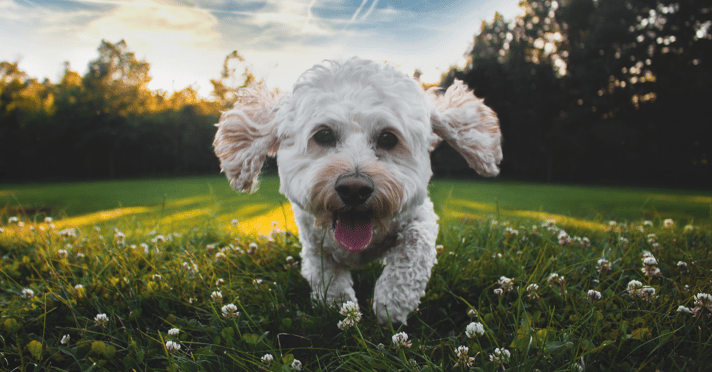 Cockapoo dog running through grass and flowers with tongue out on a nice day