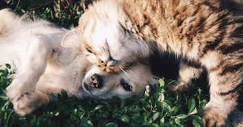 Dog and cat cuddling into each other while lying on grass