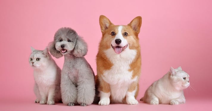 Corgi, poodle and white cats posing for picture with pink background