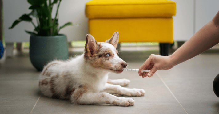 Dog receiving oral medication with a syringe