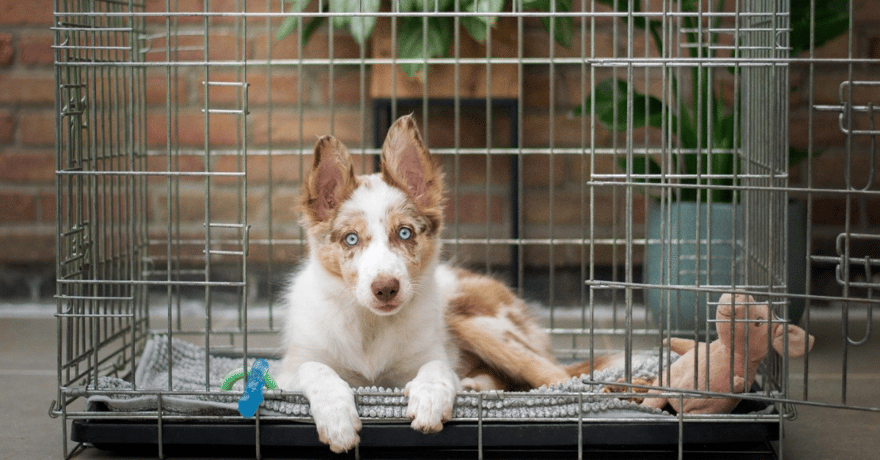 Mixed breed dog in kennel training 