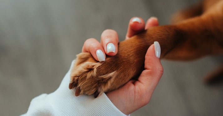 Woman's hand with white nails holding dog's paw gently 
