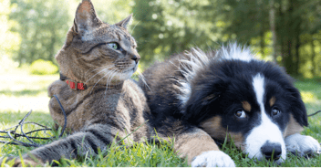 Mixed breed cat and dog lying on grass on a nice day