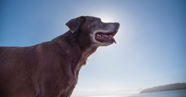 Older dog with white snout standing in front of sun and blue sky