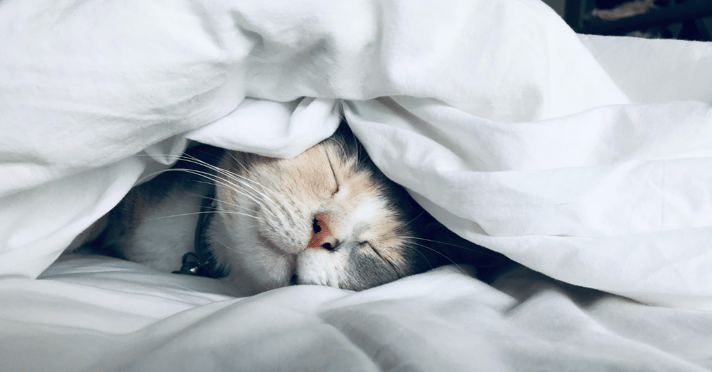 Cat underneath blankets in bed looking very happy