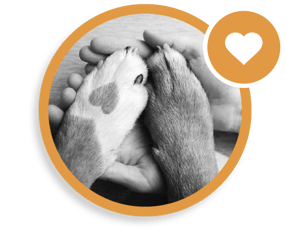 urgent care paws