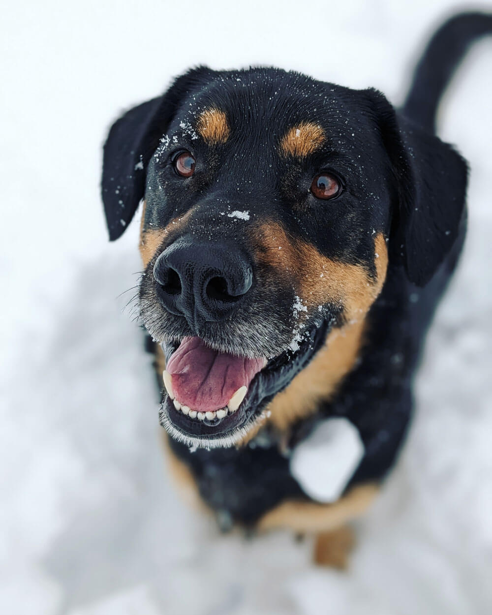 Our Pet Insurance Plans for Canada's Cats and Dogs | PHI Direct