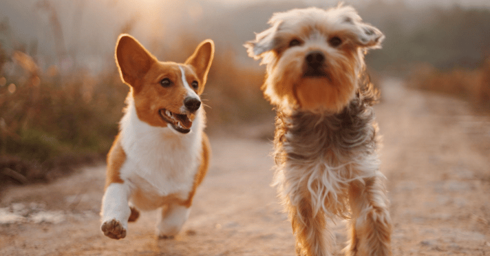 Cost of owning a dog- Corgi and Biewer Terrier running down a dirt road