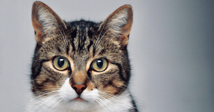Cost of owning a cat- Domestic short-haired cat looking at camera