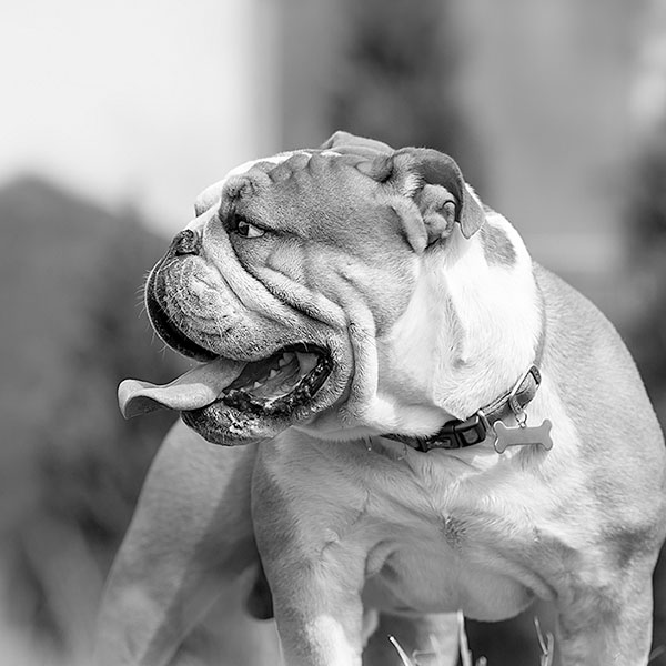 Example-Tyson-Bulldog