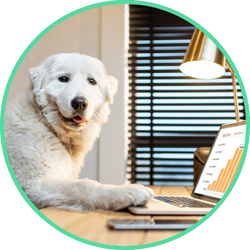 great pyrenees with paw on laptop looking joyfully at camera