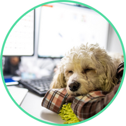 small dog sleeping on owner's desk while working at a desk