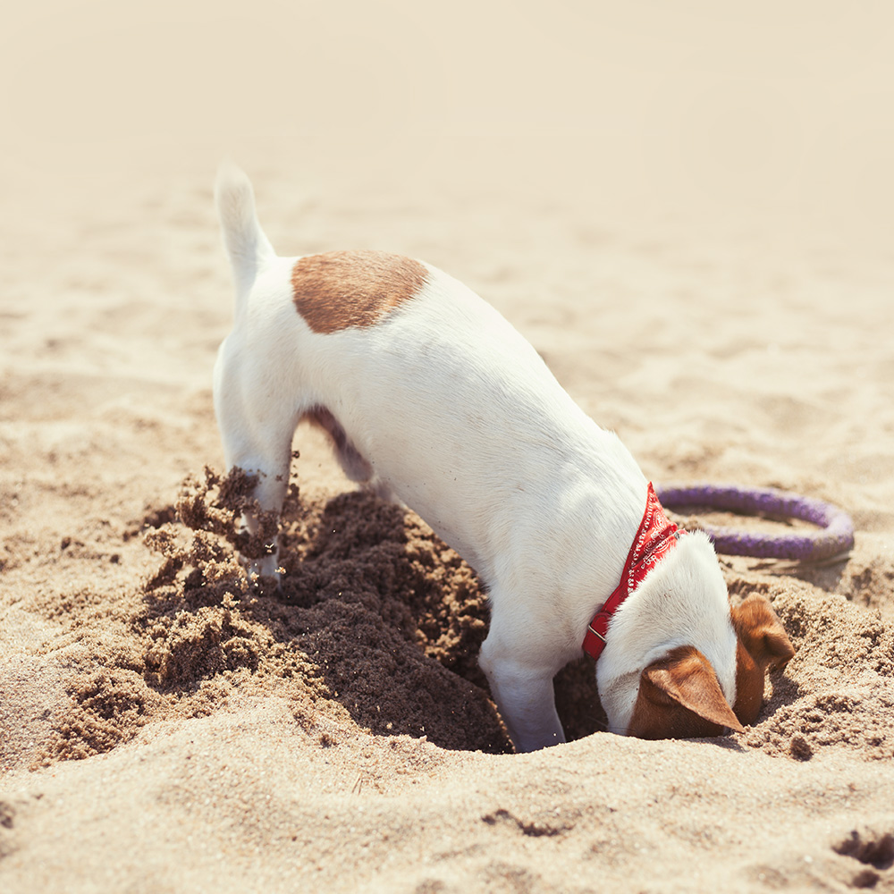 dog-digging-1